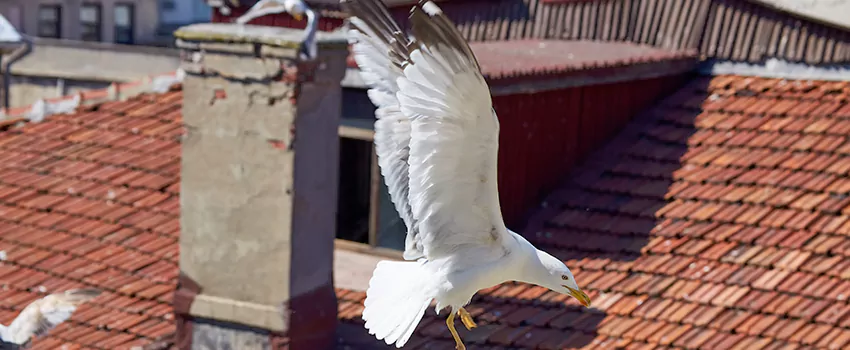 Residential Chimney Animal Removal Solution in Jeffersontown, KY